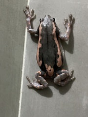 Phrynomantis bifasciatus