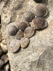 Bembicium