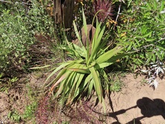 Schizocarphus nervosus