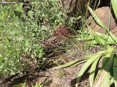 Schizocarphus nervosus