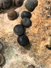 Nerita atramentosa