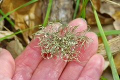 Ramalina stenospora