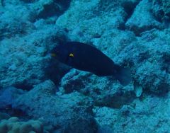 Stethojulis balteata