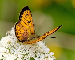 Lycaena edna