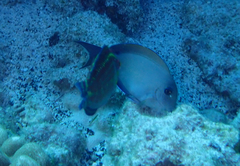 Acanthurus nigrofuscus