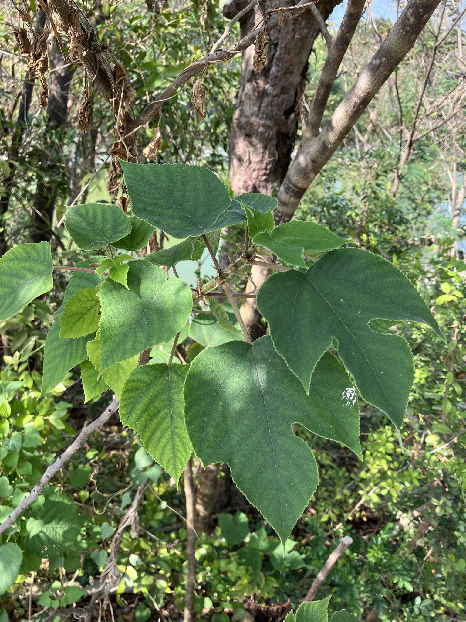 Broussonetia papyrifera (L.) Vent.