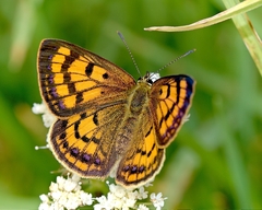 Lycaena edna