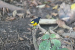 Euphonia