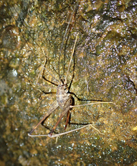 Australotettix