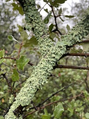 Flavopunctelia flaventior