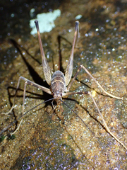 Australotettix