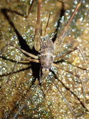 Australotettix