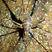 Australotettix montanus - Photo (c) nhaass，保留部份權利CC BY-NC