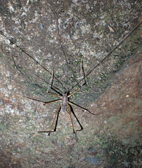 Australotettix