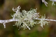 Ramalina peruviana