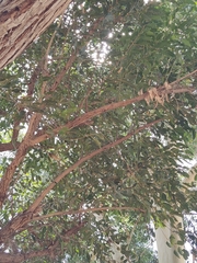 Eucalyptus robusta