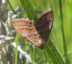 Mimoclystia pudicata
