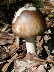 Amanita albovolvata