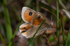 Argyrophenga antipodum