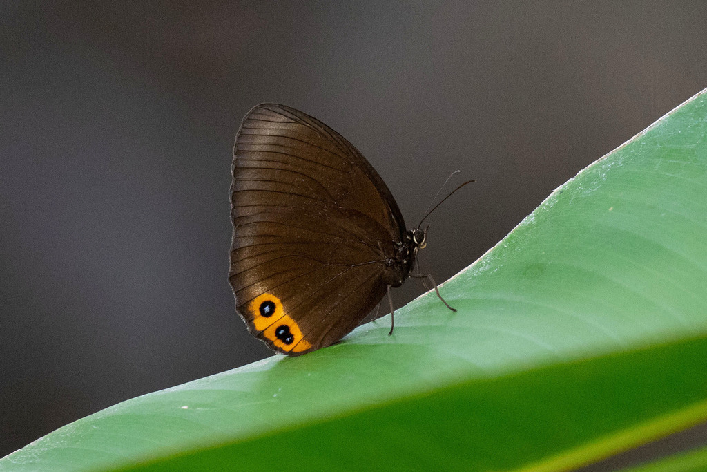 palmfly