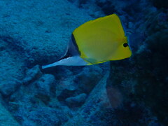 Forcipiger flavissimus