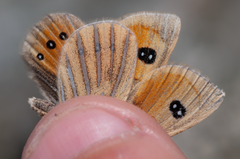 Argyrophenga antipodum