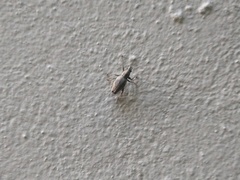 Naupactus xanthographus