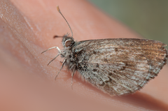 Zizina oxleyi