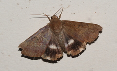 Achaea