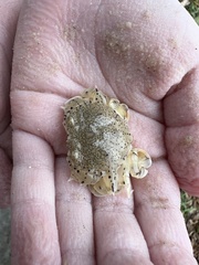 Matuta