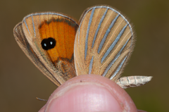 Argyrophenga antipodum