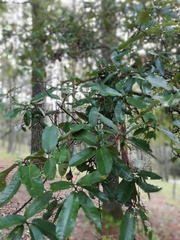 Quercus crispipilis