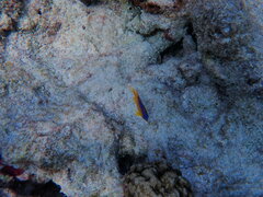 Stegastes leucostictus