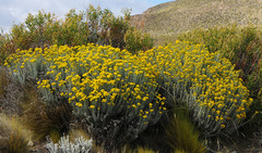 Senecio filaginoides
