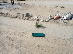 Astragalus crotalariae