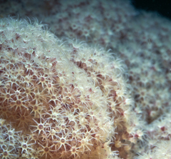 Dendronephthya australis