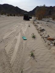 Astragalus crotalariae