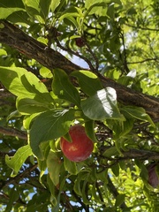 Prunus persica nucipersica