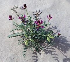 Astragalus crotalariae