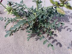 Astragalus crotalariae