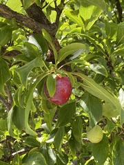 Prunus persica nucipersica