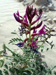 Astragalus crotalariae