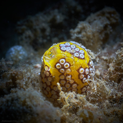 Botrylloides magnicoecus