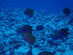 Pycnochromis