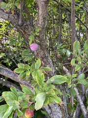 Prunus persica nucipersica