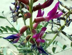 Astragalus crotalariae