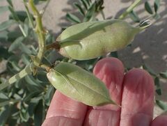 Astragalus crotalariae