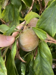 Prunus persica nucipersica