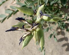 Astragalus crotalariae