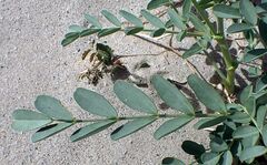 Astragalus crotalariae